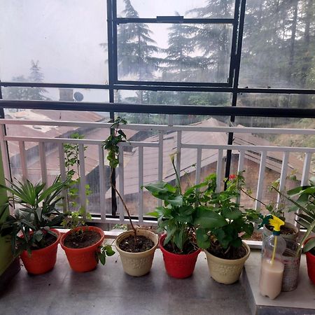 Tree Valley Homestay Chail Bagian luar foto