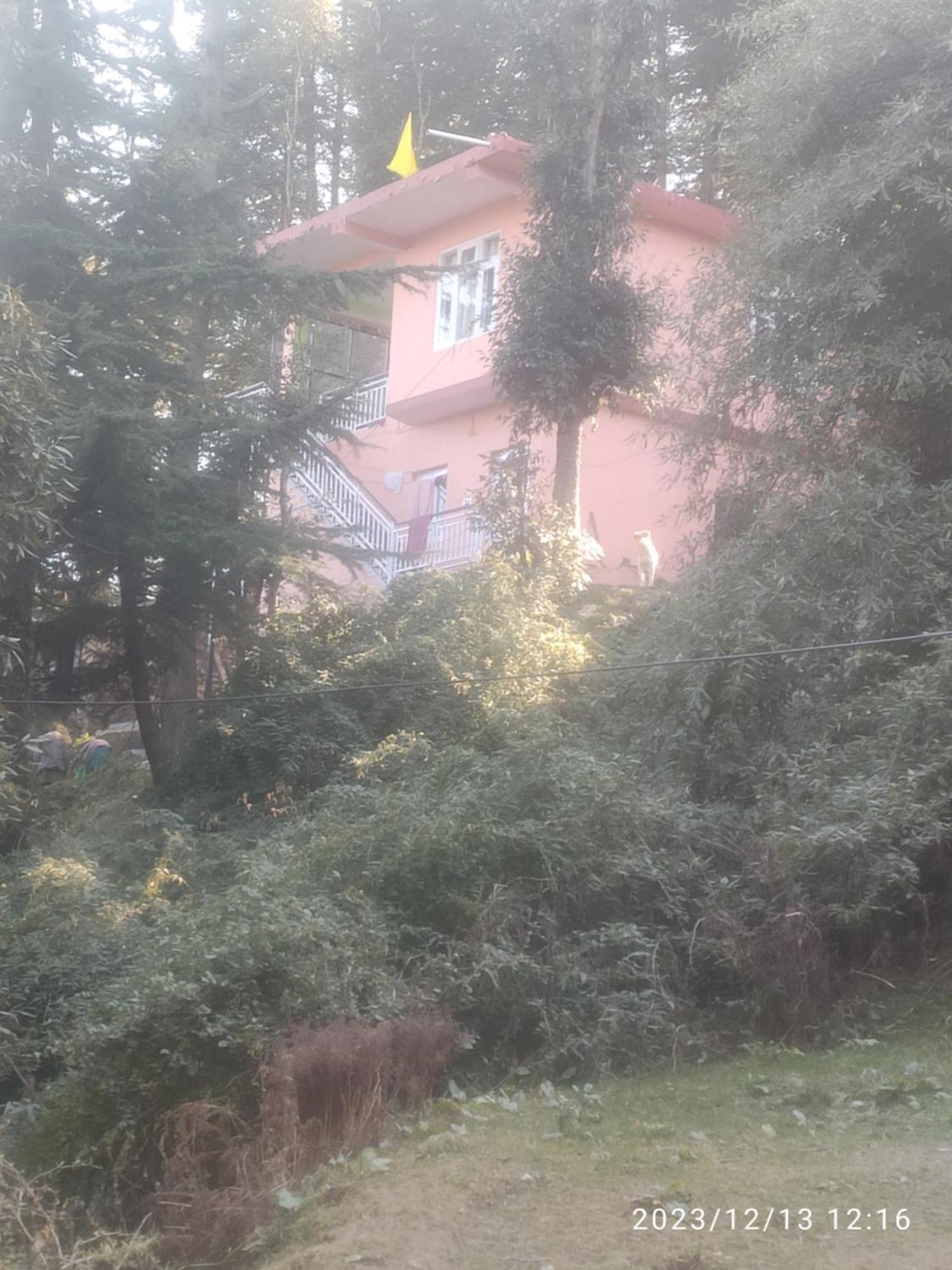 Tree Valley Homestay Chail Bagian luar foto