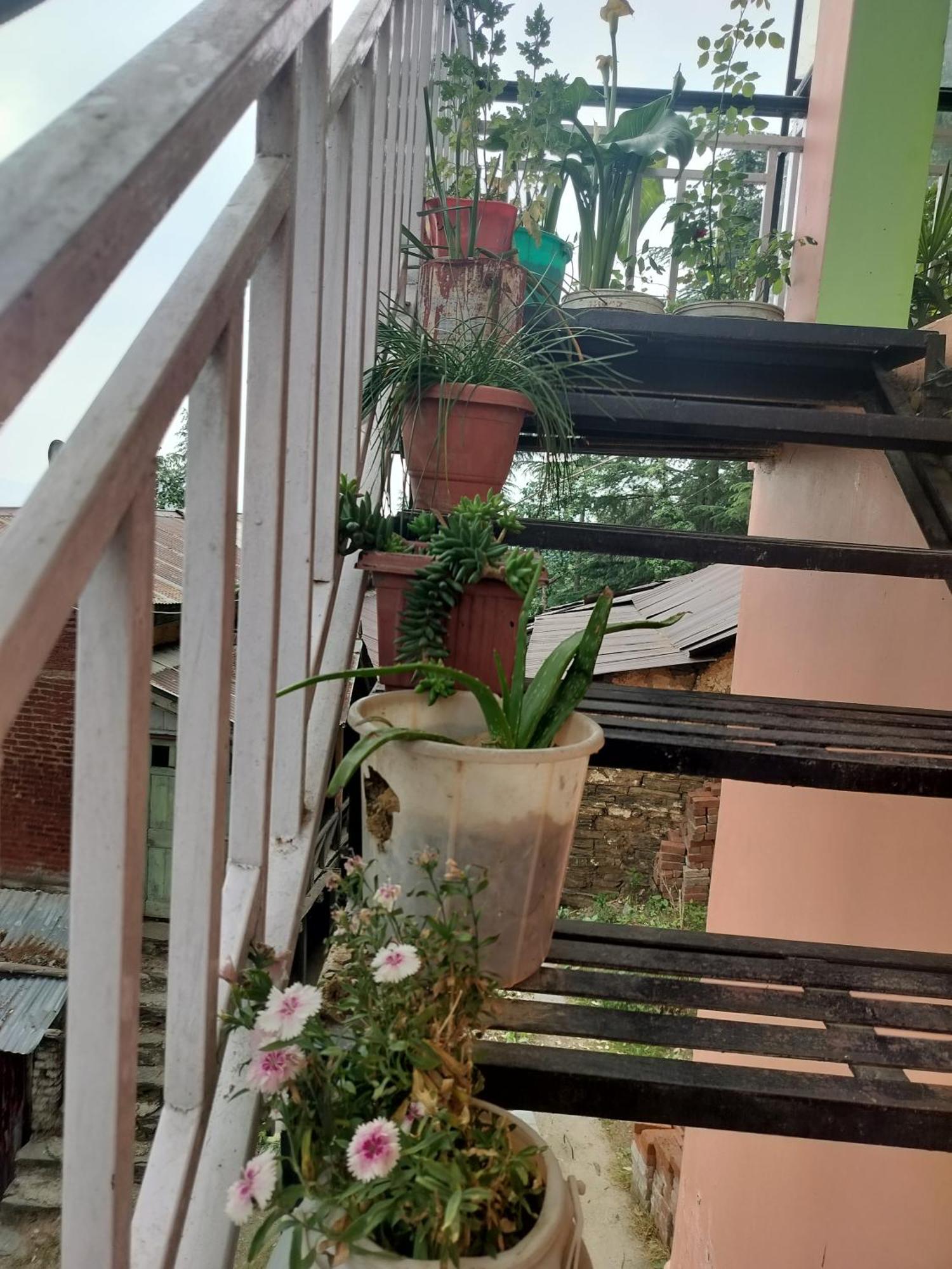 Tree Valley Homestay Chail Bagian luar foto