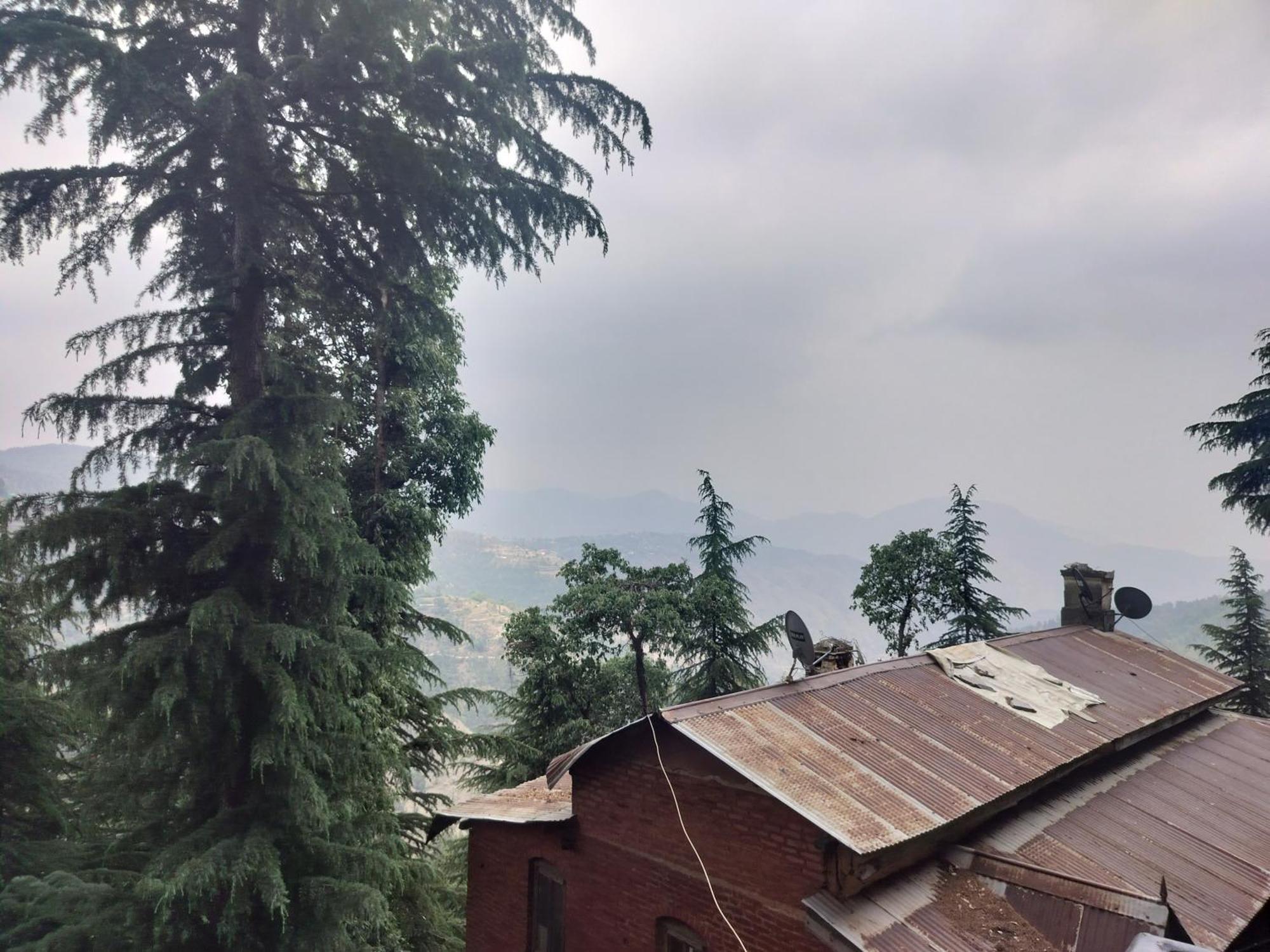 Tree Valley Homestay Chail Bagian luar foto