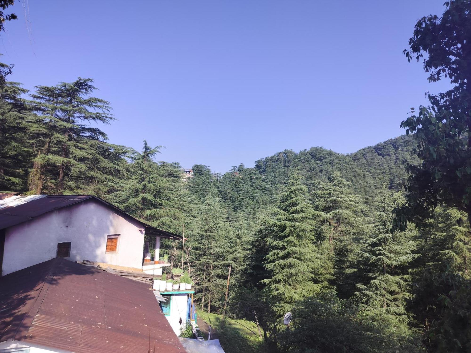 Tree Valley Homestay Chail Bagian luar foto