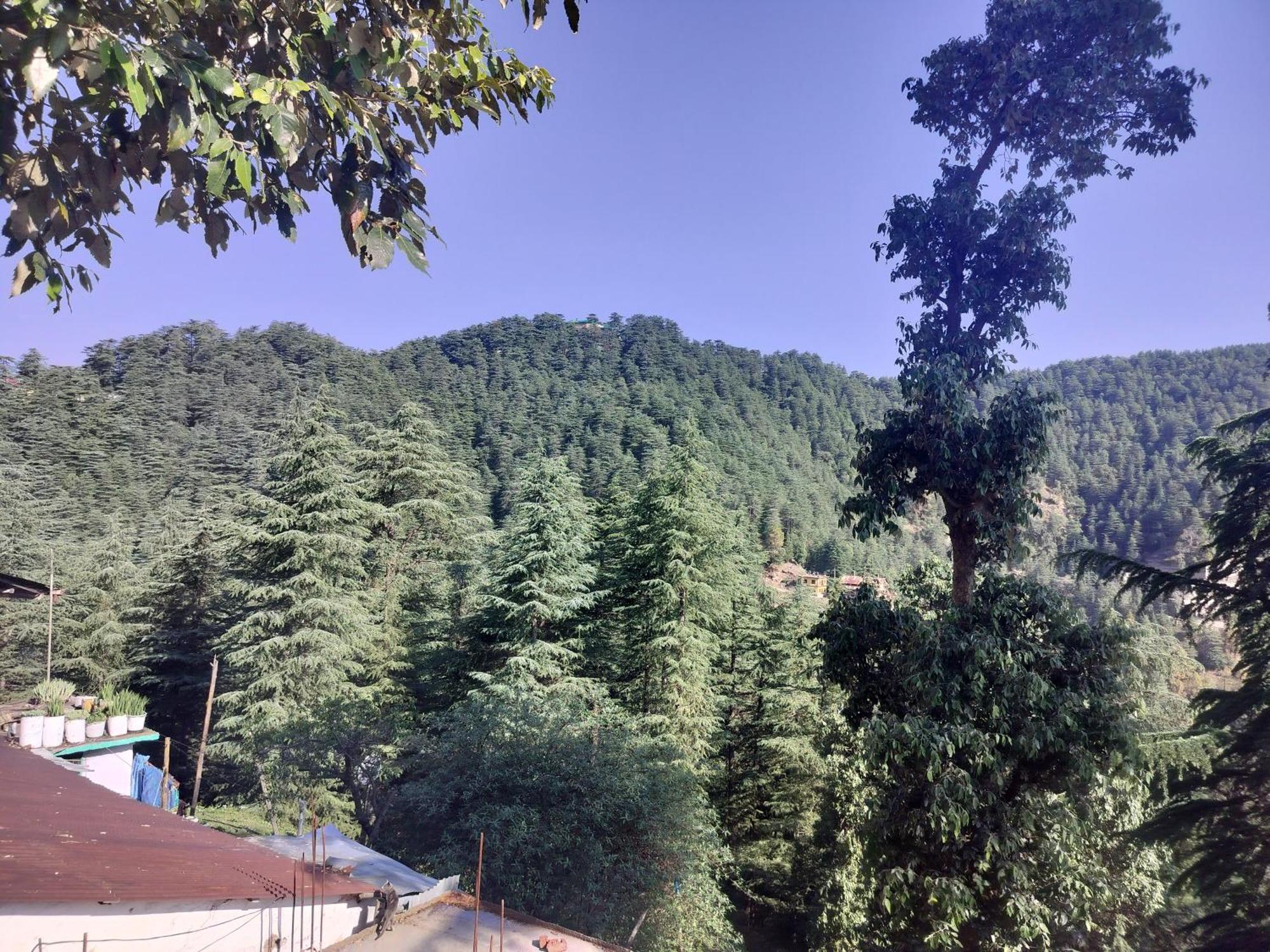 Tree Valley Homestay Chail Bagian luar foto