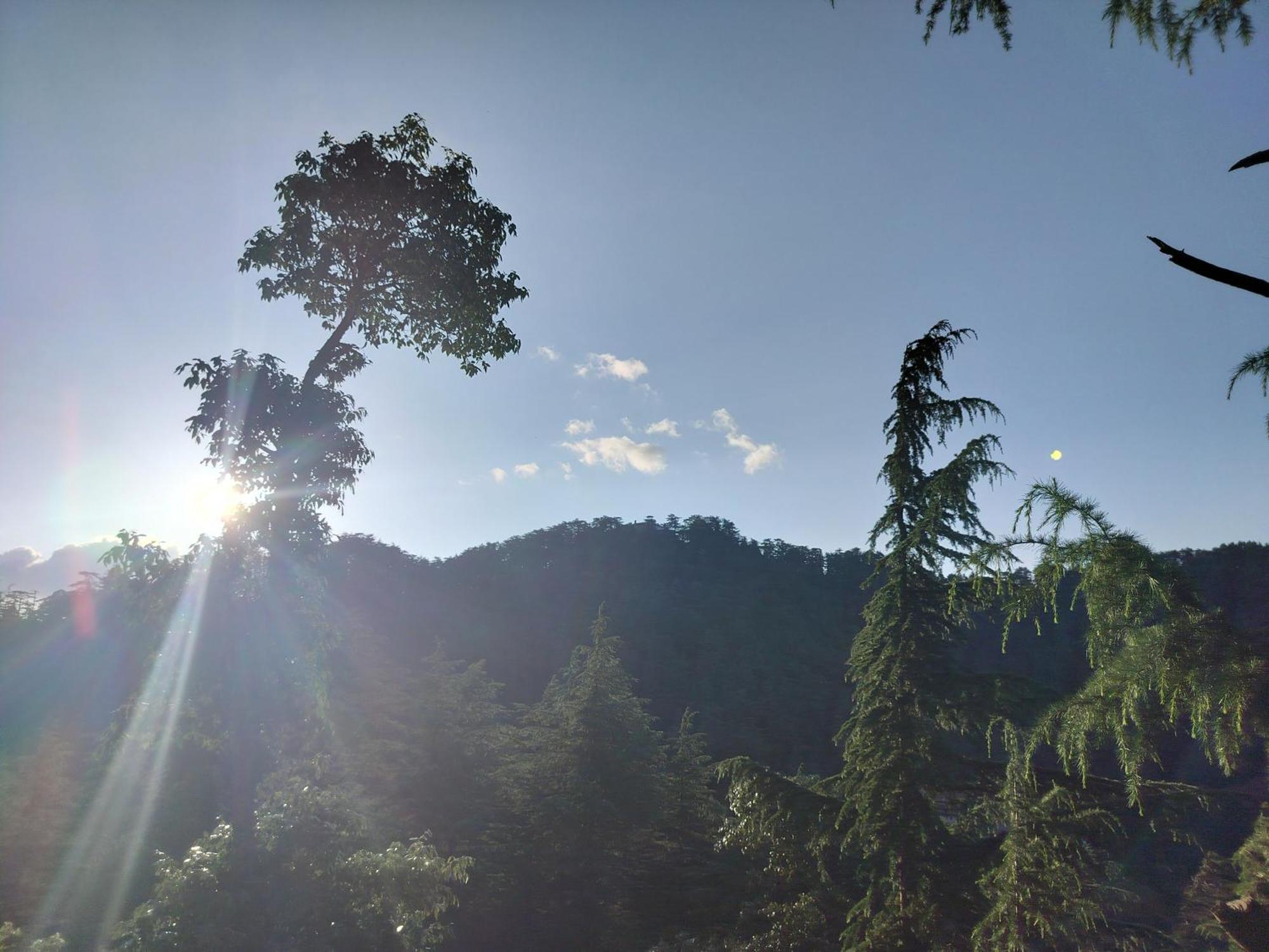 Tree Valley Homestay Chail Bagian luar foto