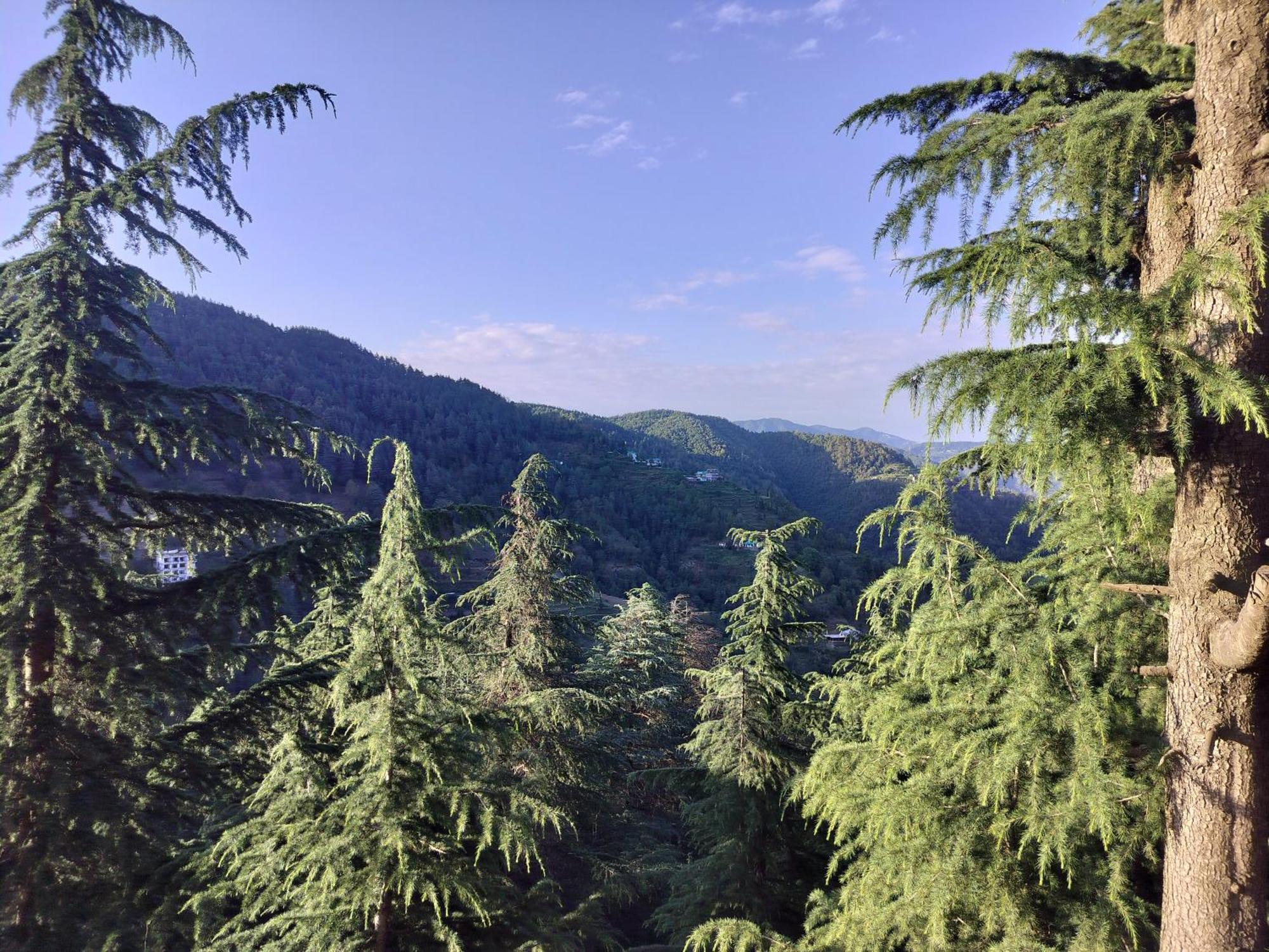 Tree Valley Homestay Chail Bagian luar foto